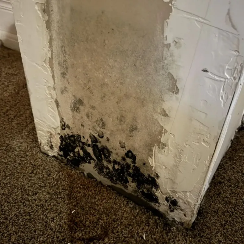 Professional Mold Removal in Park City, IL